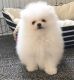 Pomeranian Puppies for sale in Gainesville, FL, USA. price: NA
