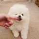 Pomeranian Puppies for sale in Broomfield, CO, USA. price: NA