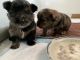Pomeranian Puppies for sale in Volcano, HI, USA. price: NA