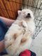 Pomeranian Puppies for sale in Lompoc, CA, USA. price: $200