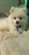 Pomeranian Puppies for sale in Celina, TX, USA. price: $1,500