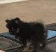 Pomeranian Puppies for sale in Rio Rancho, NM, USA. price: NA
