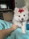 Pomeranian Puppies for sale in Jacksonville, FL 32210, USA. price: NA