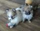 Pomeranian Puppies for sale in Honey Brook, PA 19344, USA. price: NA