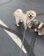 Pomeranian Puppies for sale in 5907 Black Hawk Dr, Oxon Hill, MD 20745, USA. price: NA