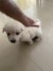 Pomeranian Puppies for sale in Spaze Privy 1, Tatvam Villas, Dhani, Sector 72, Gurugram, Haryana 122004. price: 8500 INR