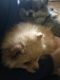 Pomeranian Puppies for sale in Waterbury, CT, USA. price: $2,000