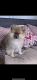 Pomeranian Puppies for sale in Cypress, CA 90630, USA. price: NA
