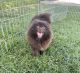 Pomeranian Puppies for sale in 3911 Columbia Ave, Riverside, CA 92501, USA. price: $3,500