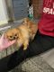 Pomeranian Puppies for sale in Michigan - Martin, Detroit, MI 48210, USA. price: $800
