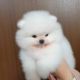 Pomeranian Puppies for sale in Aspen, CO 81611, USA. price: NA