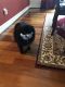 Pomeranian Puppies for sale in Alden, NY 14004, USA. price: NA