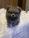 Pomeranian Puppies for sale in Corona, CA, USA. price: $1,500
