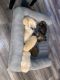 Pomeranian Puppies for sale in Compton, CA, USA. price: NA