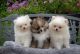 Pomeranian Puppies for sale in International Dr, Orlando, FL, USA. price: NA