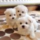 Pomeranian Puppies for sale in Florida City, FL, USA. price: NA