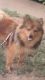 Pomeranian Puppies for sale in Commerce City, CO, USA. price: NA