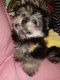 Pomeranian Puppies for sale in 888 O'Farrell St, San Francisco, CA 94109, USA. price: NA