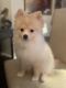 Pomeranian Puppies for sale in Flushing, NY 11360, USA. price: NA