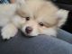 Pomeranian Puppies for sale in Lakeland, FL, USA. price: $4,500