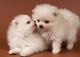 Pomeranian Puppies for sale in McAllen, TX, USA. price: $650