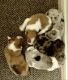 Pomeranian Puppies for sale in Remus, MI 49340, USA. price: NA