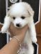 Pomeranian Puppies for sale in Mahilpur, Punjab, India. price: 3500 INR