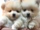 Pomeranian Puppies for sale in Reno, NV, USA. price: $2,000