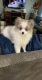 Pomeranian Puppies for sale in Athens, TX, USA. price: $600