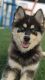 Pomsky Puppies for sale in Rio Rancho, NM, USA. price: $500