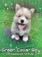 Pomsky Puppies for sale in Green Bay, WI, USA. price: $2,750