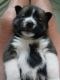 Pomsky Puppies for sale in Kodak, TN 37764, USA. price: $2,500