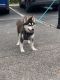 Pomsky Puppies for sale in St. Louis, MO, USA. price: $4,500