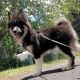 Pomsky Puppies for sale in Chanhassen, MN, USA. price: $700