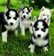 Pomsky Puppies for sale in Orwell, OH 44076, USA. price: $800