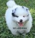 Pomsky Puppies for sale in Baxter, TN 38544, USA. price: $1,800