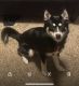 Pomsky Puppies for sale in Provo, UT 84606, USA. price: $800