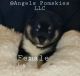Pomsky Puppies for sale in Mounds View, MN 55112, USA. price: $3,000