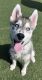 Pomsky Puppies for sale in McFarland, WI, USA. price: $2,000