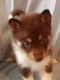Pomsky Puppies for sale in Nashville, TN, USA. price: $600