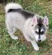 Pomsky Puppies for sale in Hastings, MI 49058, USA. price: $1,000