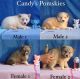 Pomsky Puppies for sale in Buffalo, KY 42716, USA. price: $800