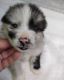 Pomsky Puppies for sale in Orange Park, FL 32073, USA. price: NA