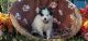 Pomsky Puppies for sale in Seaman, OH 45679, USA. price: NA