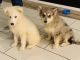 Pomsky Puppies for sale in Trumbull, CT 06611, USA. price: $1,500