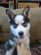 Pomsky Puppies for sale in Owensville, MO 65066, USA. price: $1,800