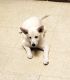 Pomsky Puppies for sale in Pottsville, PA 17901, USA. price: $700
