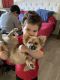 Pomsky Puppies for sale in Discovery Bay, CA, USA. price: $1,700