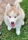Pomsky Puppies for sale in West Palm Beach, FL, USA. price: NA