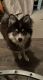 Pomsky Puppies for sale in York, PA, USA. price: NA